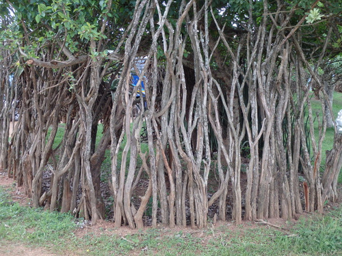 A live fence, common in villages.
